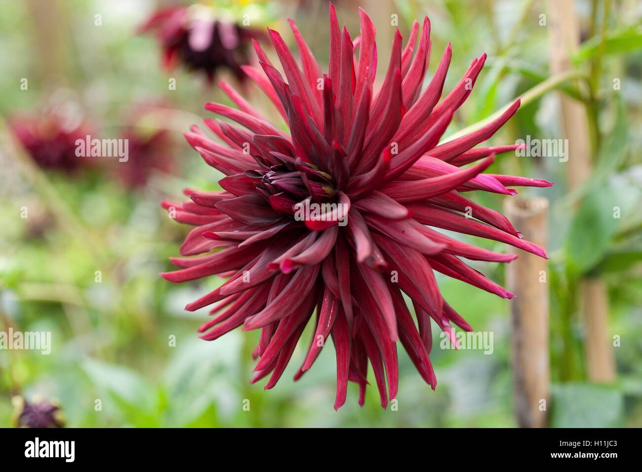 Kaktus Dahlie Nuit d' Eté wachsen in einer Grenze von einem Garten in Cornwall auf spät Sommertag Stockfoto