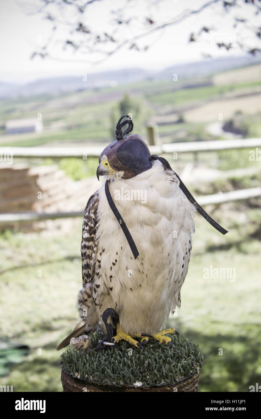 Braune Adler Falknerei-Ausstellung, Tiere Stockfoto