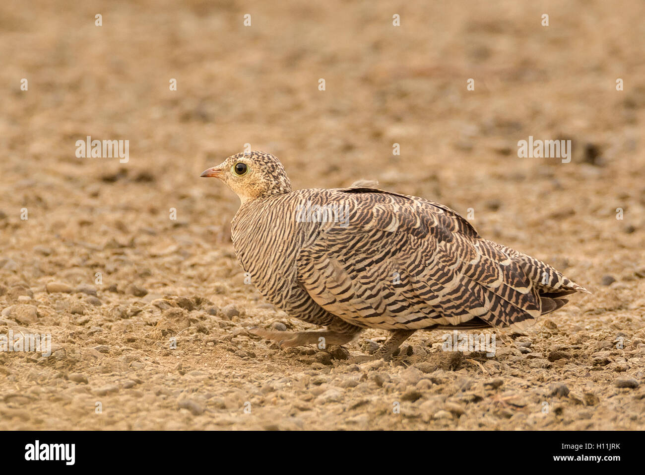 Malte Sandgrouse (Pterocles Indicus) weibliche in Kutch, Gujarat, Indien Stockfoto