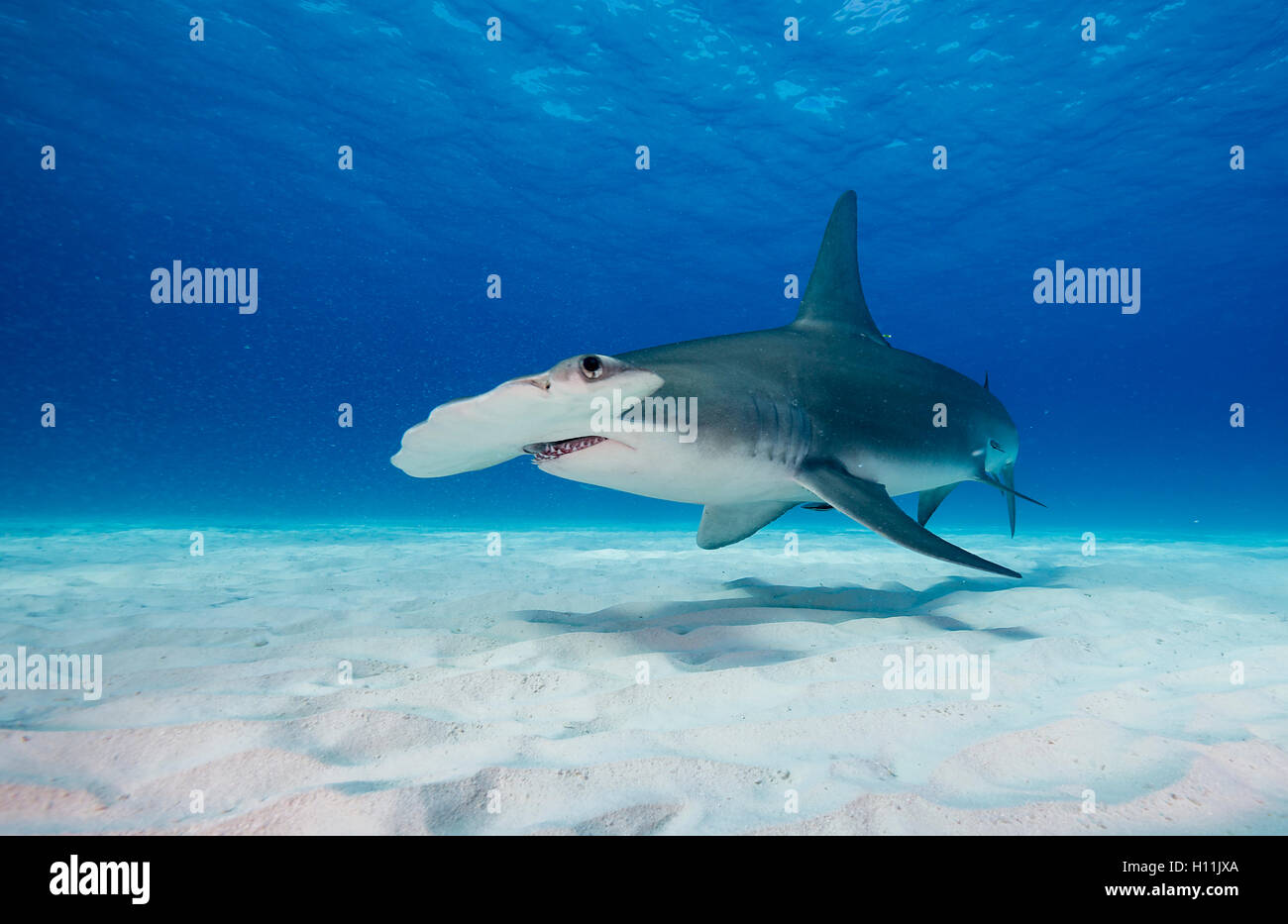 Hammerhai Sphyrna Mokarran in Bimini, Bahamas in der Karibik. Stockfoto