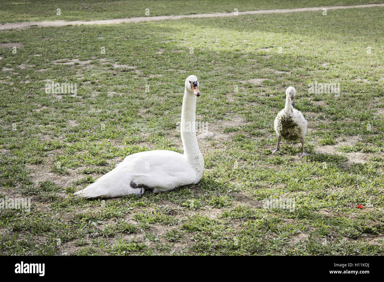 Ente mit Welpen im Bereich Natur, Tiere Stockfoto