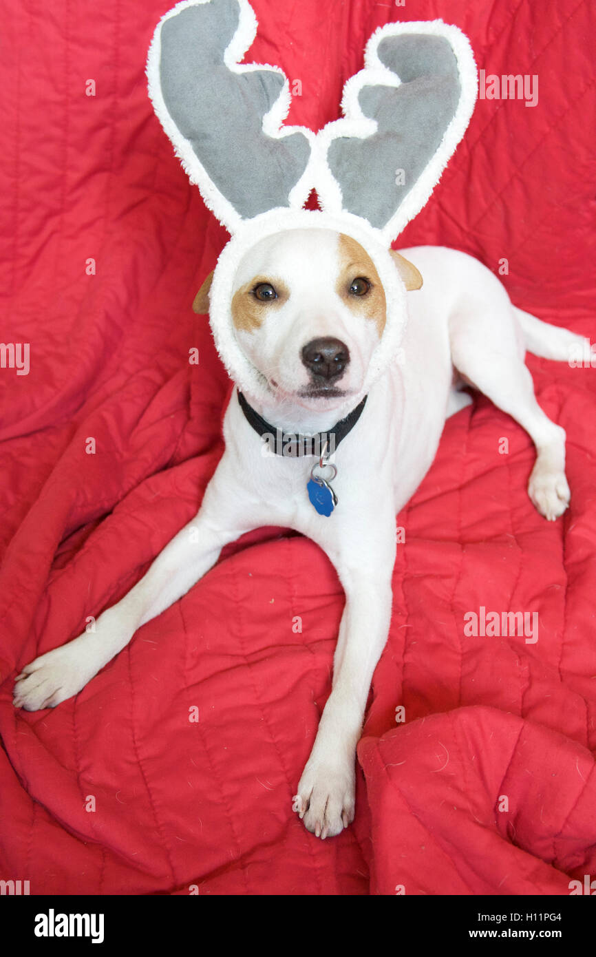 Super süße Mac-Jack Russell Terrier Hund trägt Weihnachten Rentier Ohren liegen auf roten Decke betrachten Kamera Interieur Stockfoto
