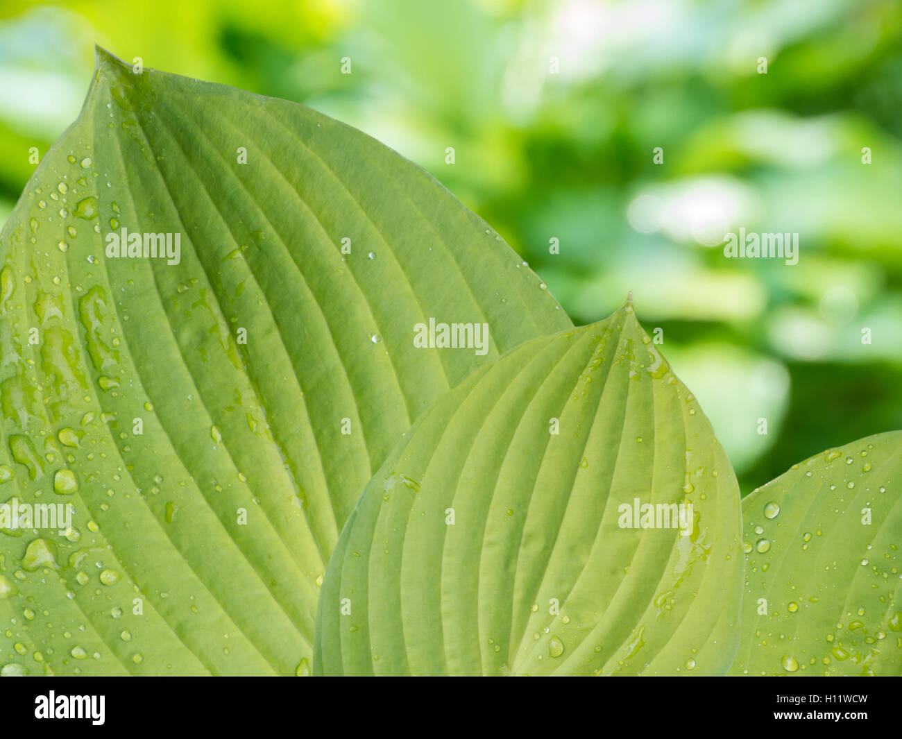 Blätter der Hosta mit Regentropfen auf den Garten der Hintergrund jedoch unscharf Stockfoto