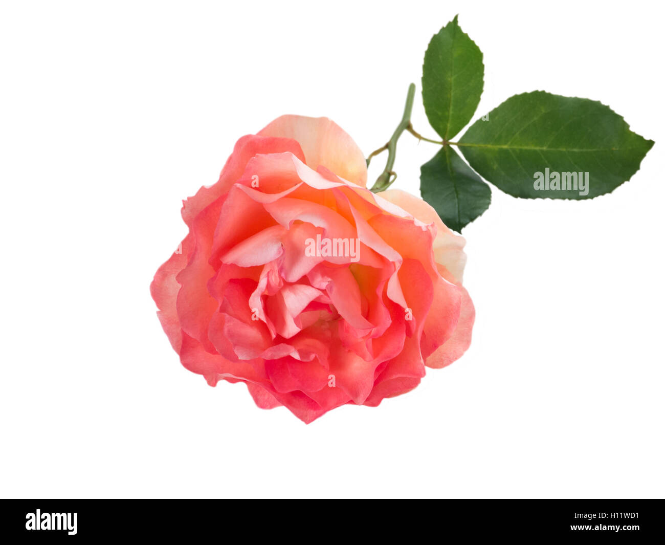 Lockige lebendige Orange rose isoliert auf weiß Stockfoto