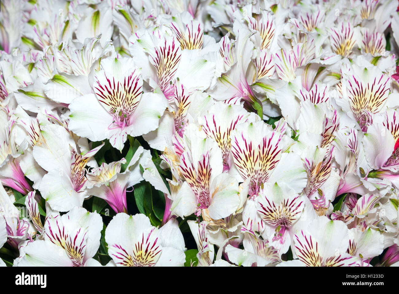 Alstroemeria Blumen Hintergrund Stockfoto