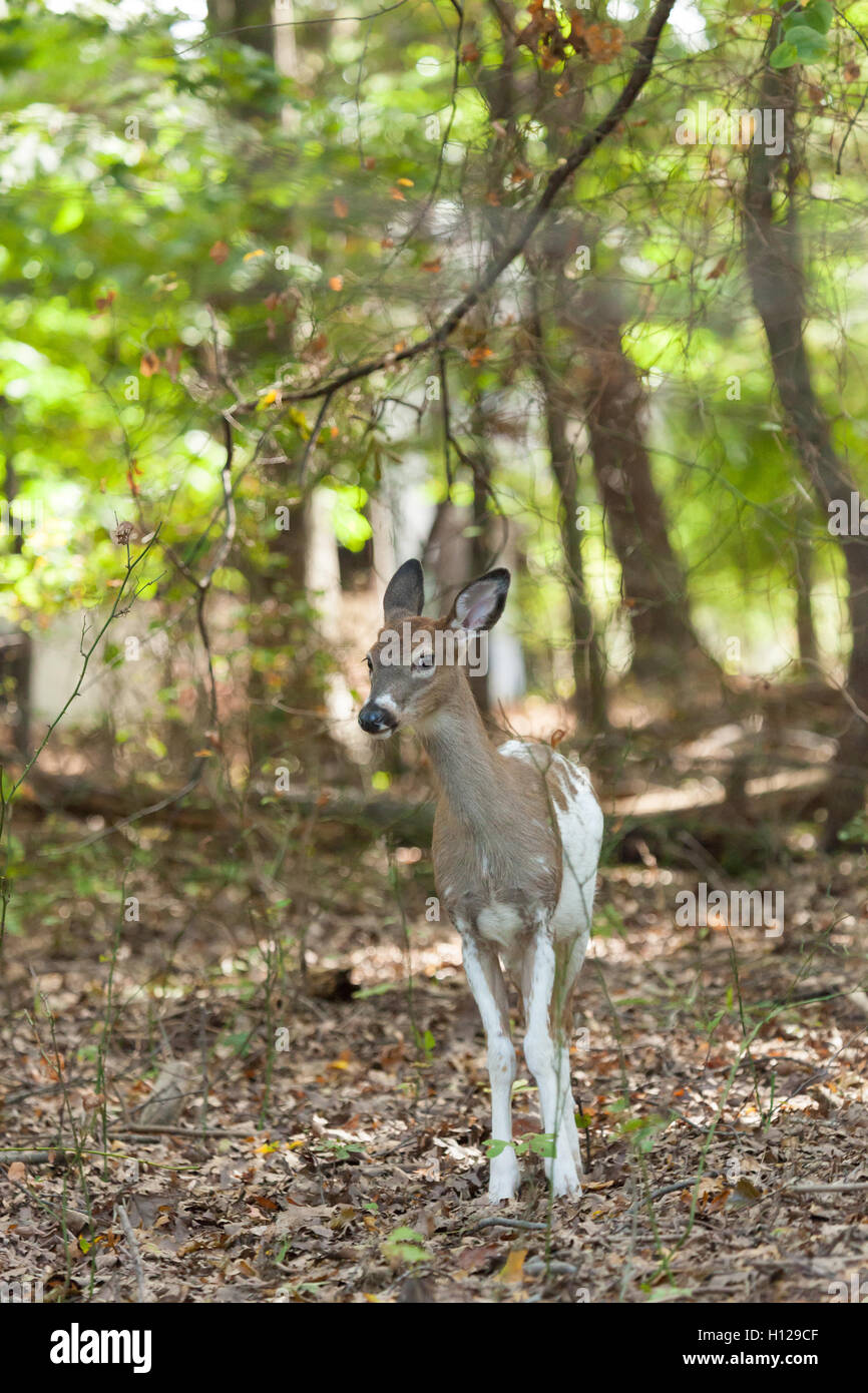 Eine männliche Piebald Whitetail Deer Spaziergänge durch den Wald. Stockfoto