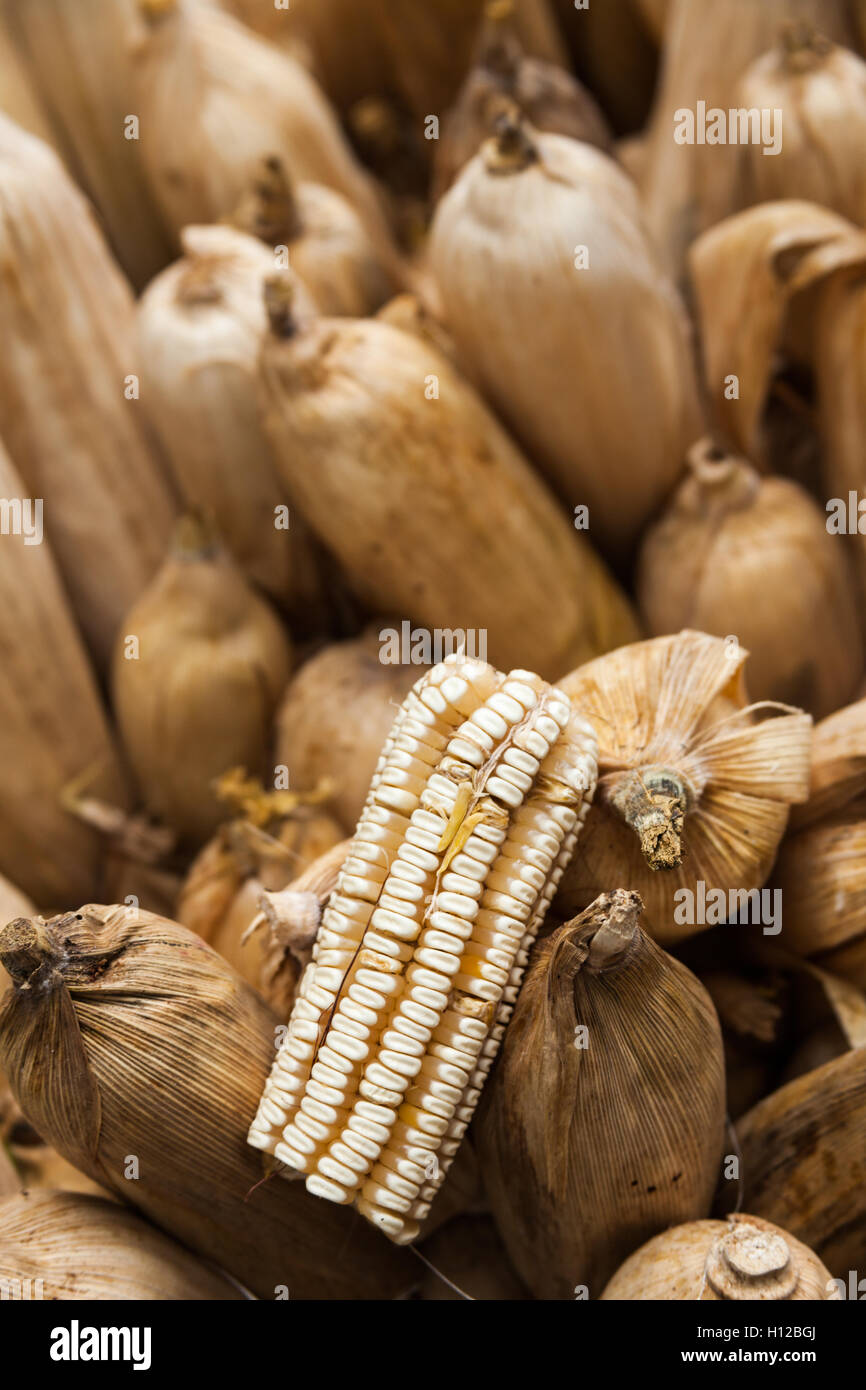 Ein Maiskolben bereit bereit sein für ein Gericht namens Pibinal in Merida Yucatan Mexiko Stockfoto