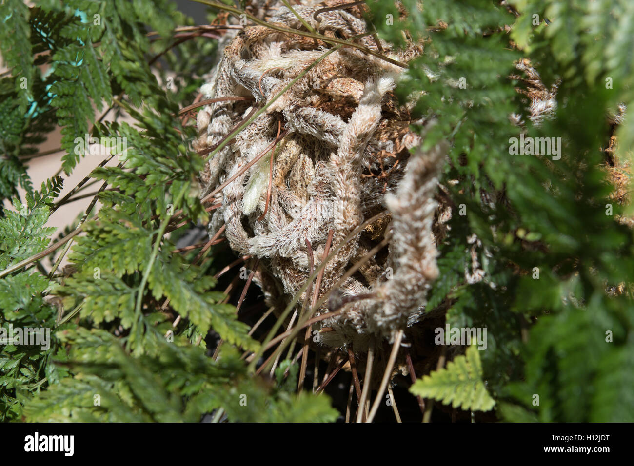 Kaninchen-Fu-Farn in hngenden Korb (Davallia Fejeensis Stockfotografie -  Alamy