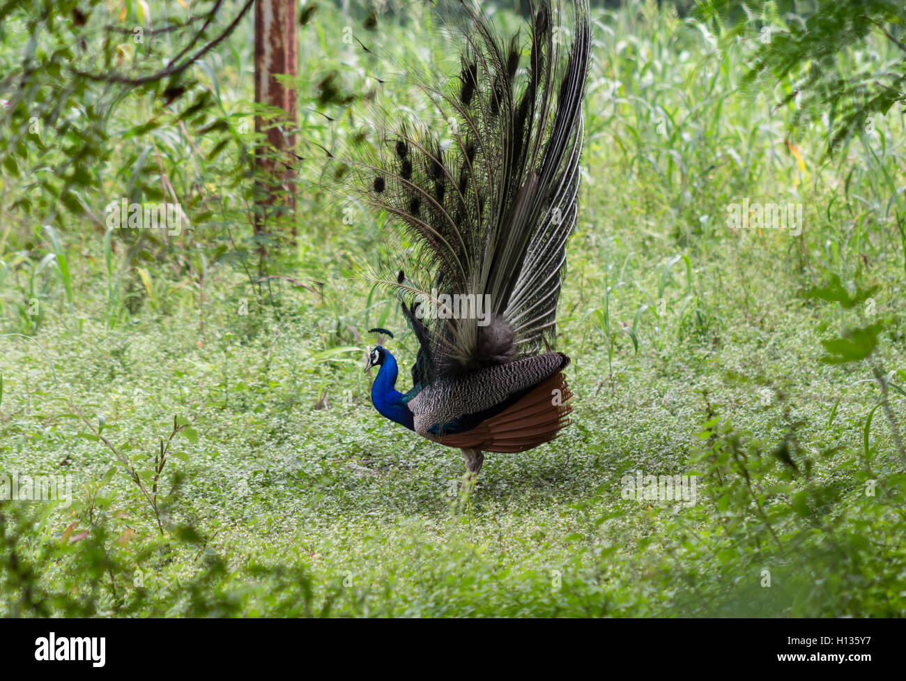 Ein tanzendes blaue Pfau Vogel in einem Garten. Stockfoto