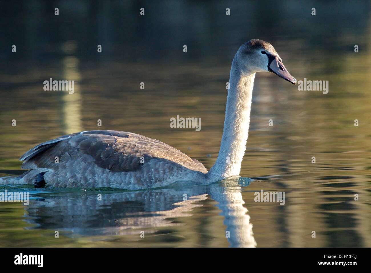 Junger Höckerschwan auf dem Wasser Stockfoto