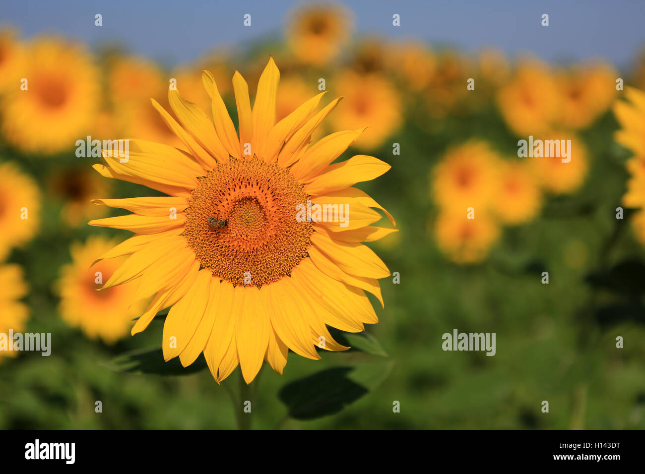 Sonnenblume mit einer Biene im Feld, Nahaufnahme Stockfoto