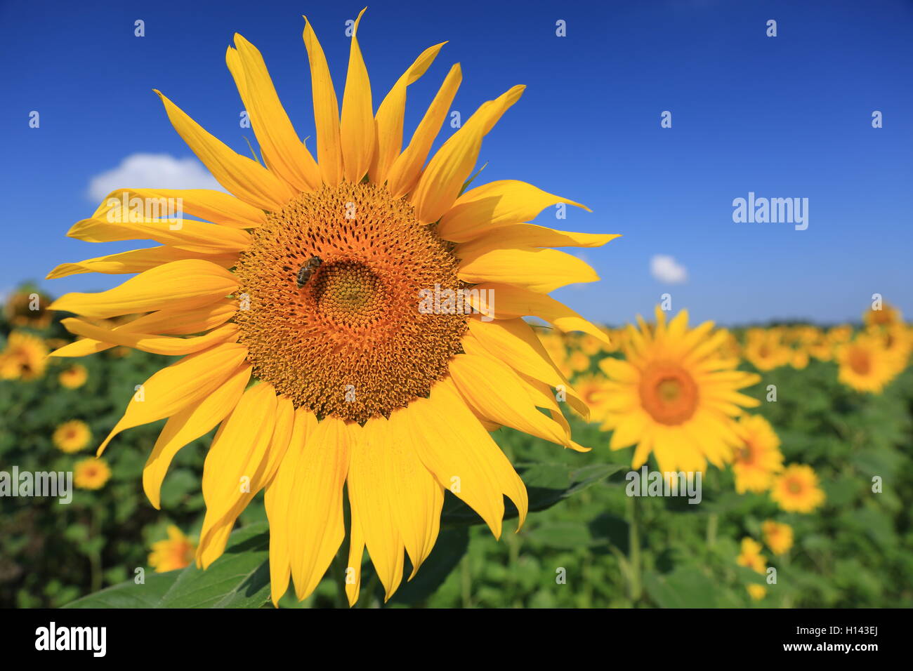 Sonnenblume mit einer Biene im Feld, Nahaufnahme Stockfoto