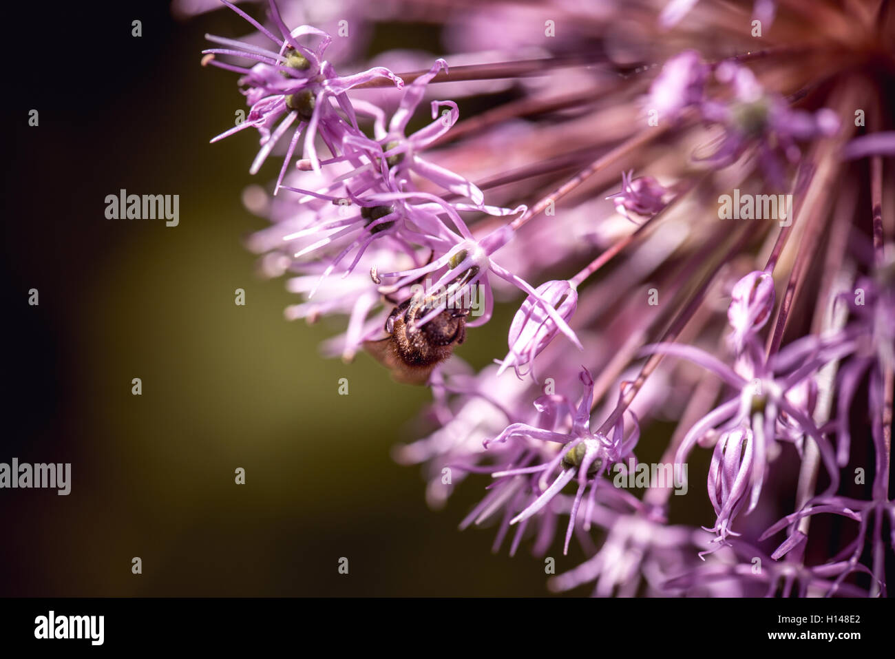 Bienen sammeln Nektar auf lila Alaun Knoblauch Blume. Makro-Nahaufnahme Stockfoto