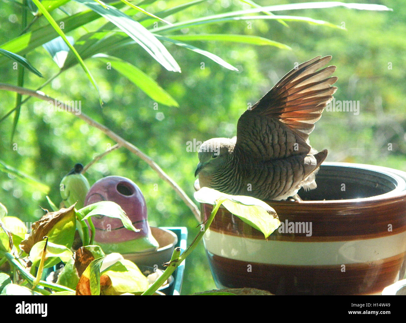 Wild Zebra Taube Flügel zum Sonnenbaden Stockfoto