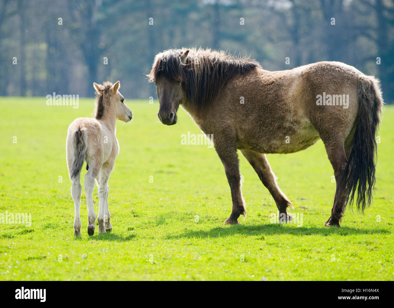 Tarpan (Equus ferus gmelini, Equus gmelini), Zucht, Stute und Fohlen auf der Weide, Captive, Deutschland Stockfoto