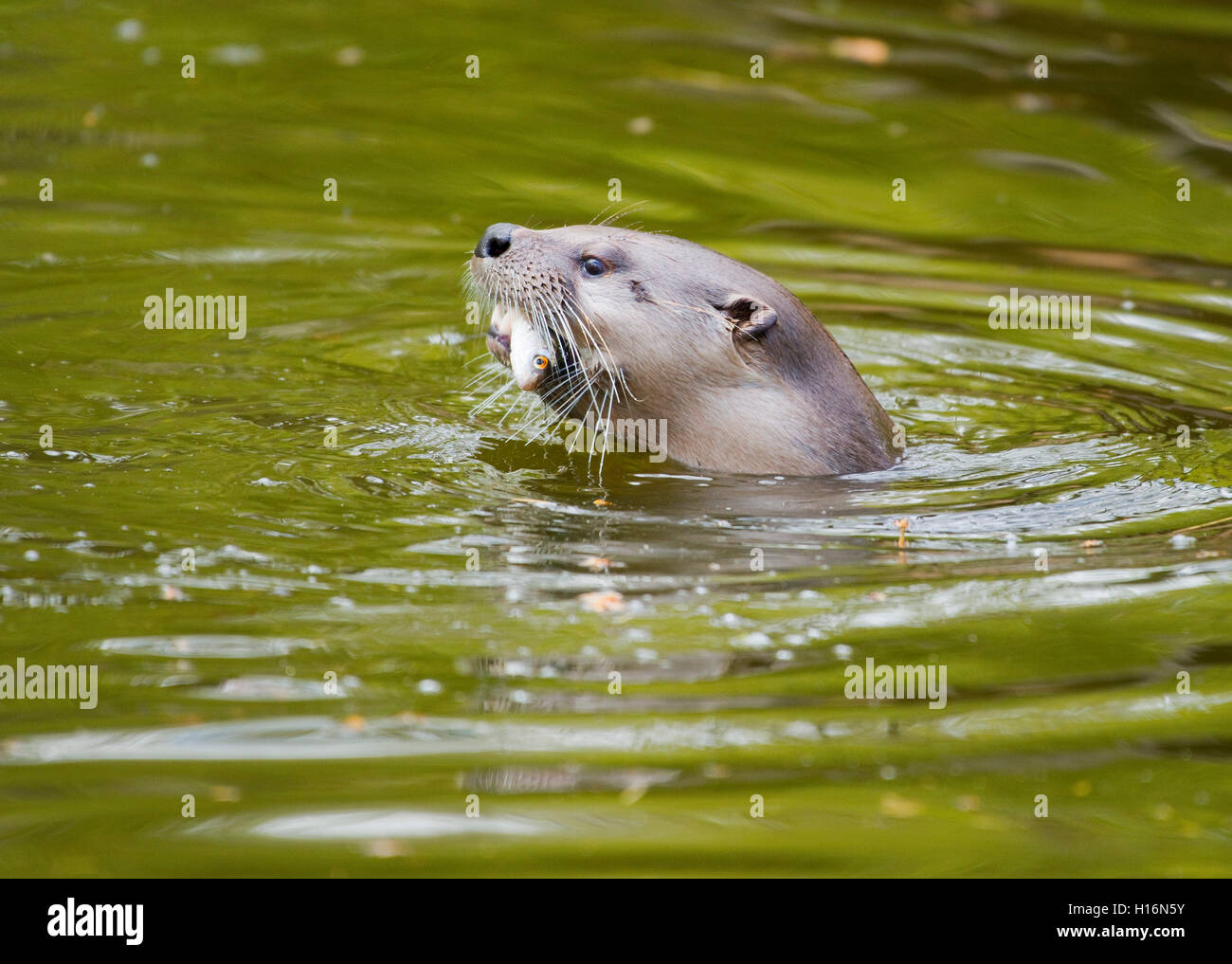 Eurasische Fischotter (Lutra lutra) mit einem Fisch im Maul, Captive, Deutschland Stockfoto