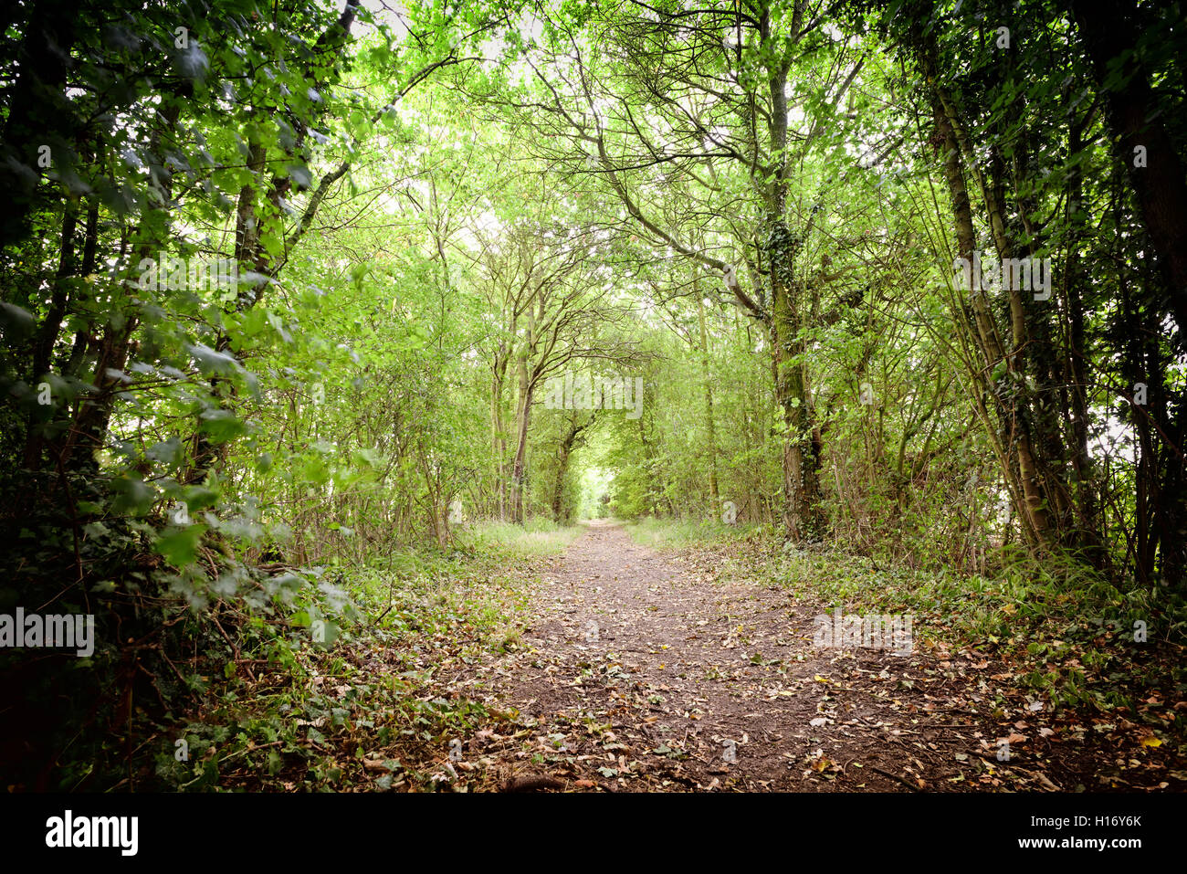 Von Bäumen gesäumten Waldweg führt Sie in die Ferne verwendet für Hundebesitzer und Naturliebhaber. Stockfoto
