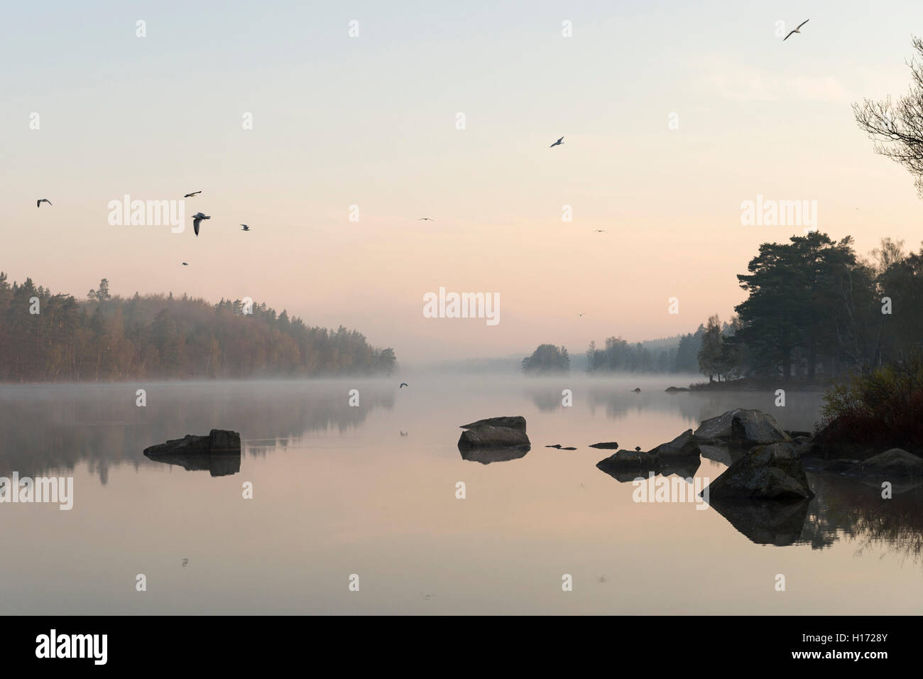 Natursee in Schweden umgeben von Nadel-Hölzer, am frühen Morgen Stimmung, sehr ruhig, ruhige Wasseroberfläche, Fliegende Möwen in der Morgendämmerung. Stockfoto
