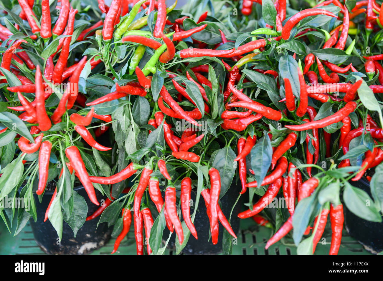 Rote Chilischoten auf dem Markt von Lugano auf Ther italienischsprachigen Schweiz Stockfoto