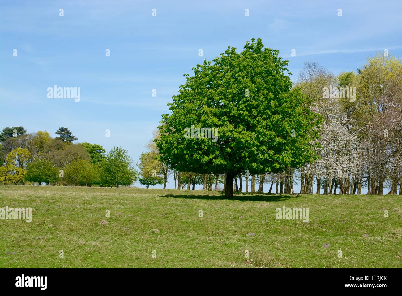 Tatton park Stockfoto