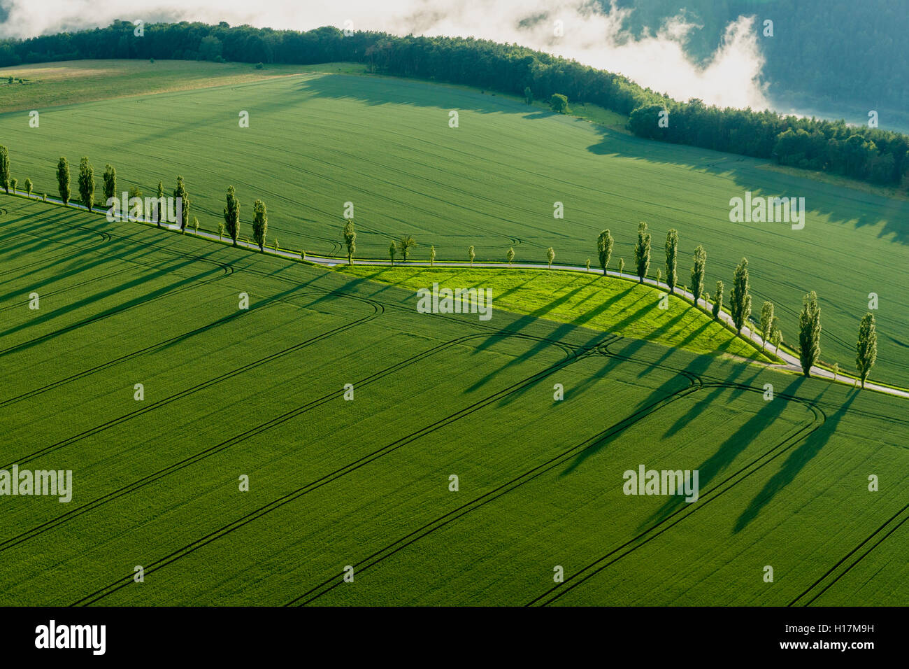 Eine Reihe von Pappeln (Populus) ist die Erstellung lange Schatten auf ein grünes Feld, Königstein, Sachsen, Deutschland Stockfoto