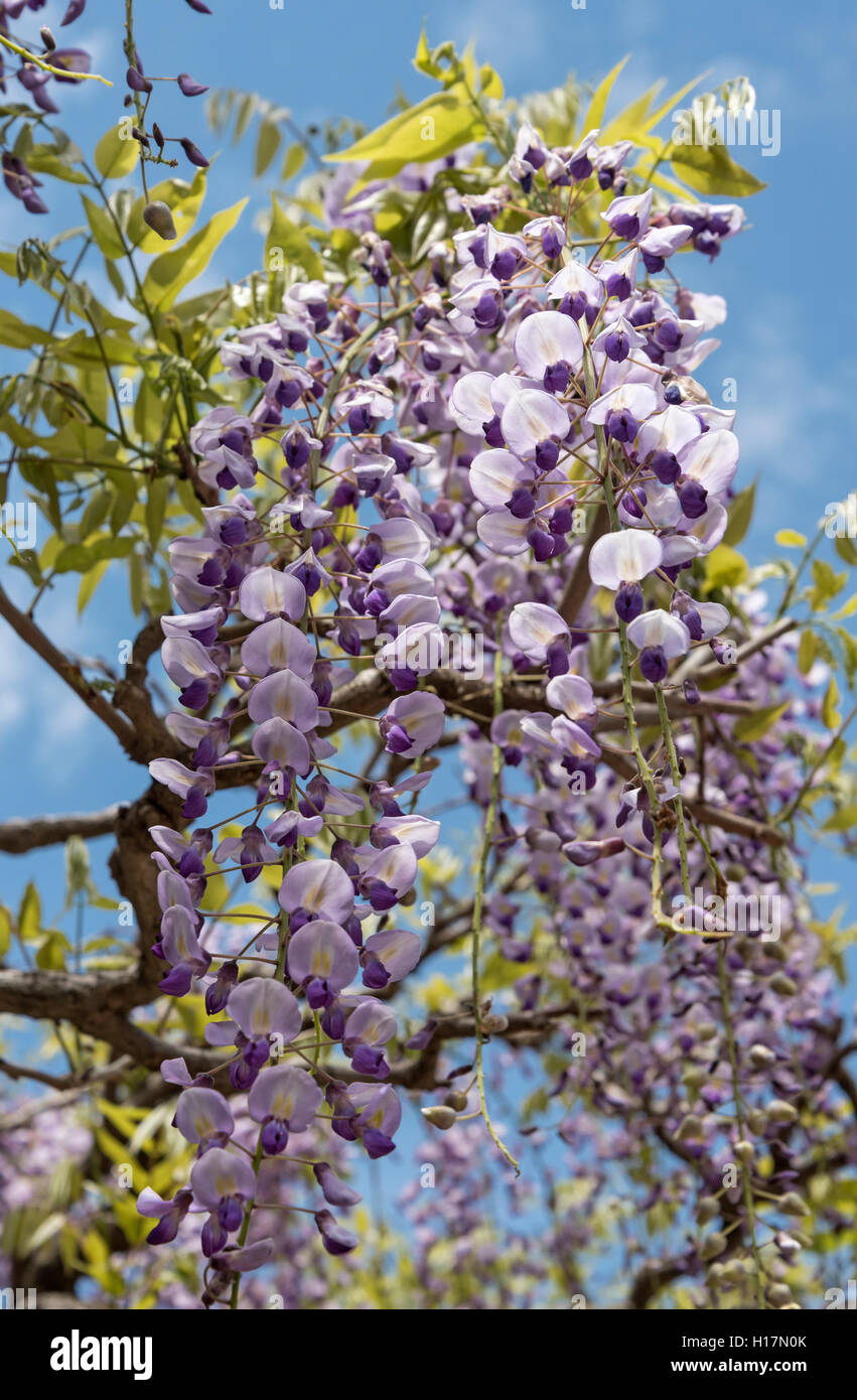 Sunazuri-keine-Fuji (Wisteria Floribunda), japanischer Blauregen Blumen, Kasuga-Taisha-Schrein, Nara, Japan Stockfoto