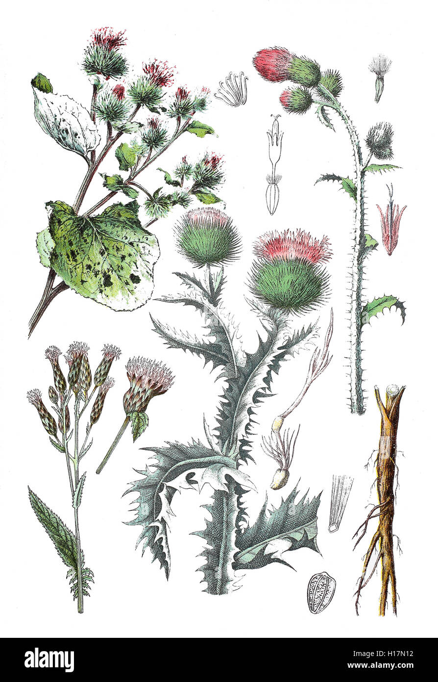 Grosse Klette, Arctium Lappa (Oben Links), Faerber-Scharte, Serratula Tinctoria (unten Links), Eselsdistel Auch Krebsdistel, Wolldistel, Krampfdistel, Onopordum Acanthium, (unten Mitte), Krause Ringdistel Oder Krause Distel, Blütenstandsboden Crispus (Rechts Oben) Stockfoto