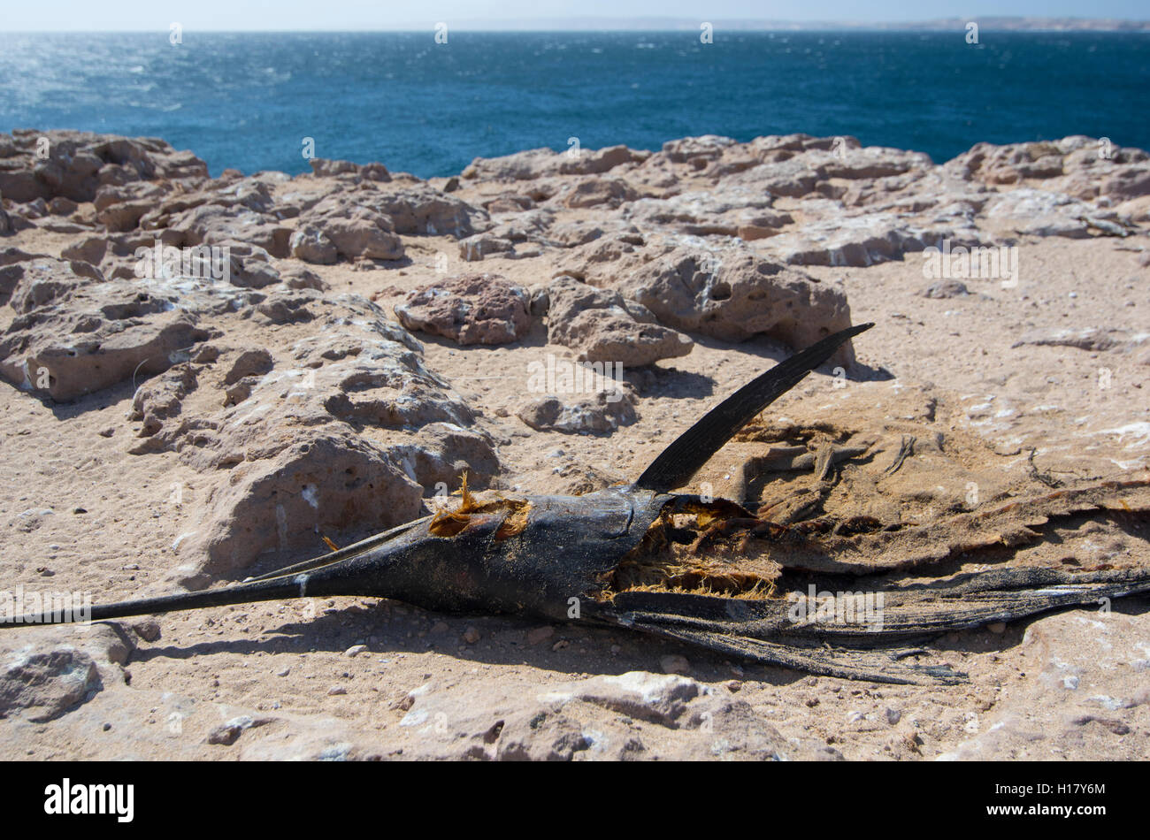 Verantwortungslose Fischer Fische verlassen verschwenden an steilen Stelle / Shark Bay, Westaustralien Stockfoto