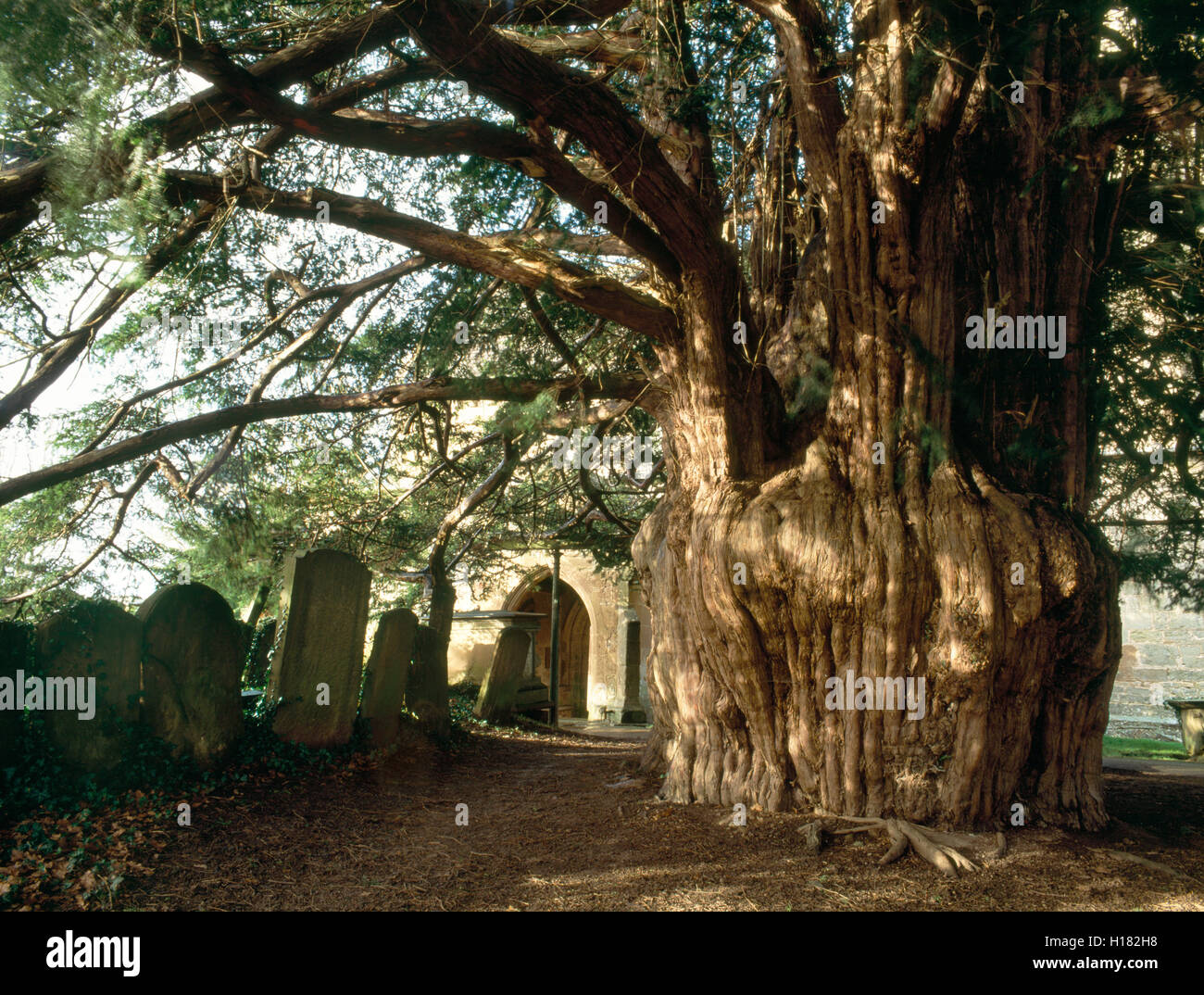 Die alte Eibe neben dem Sdportal der St.-Bartholomus Kirche, viel Marcle,  hat einen Umfang von rund 9,14 m. Gloucestershire, England, Vereinigtes  Knigreich Stockfotografie - Alamy