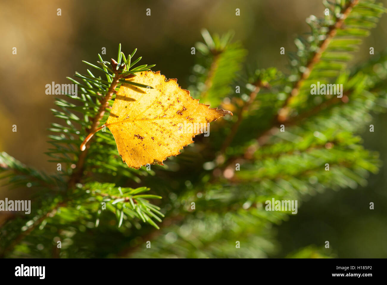 Sonnigen Gelb Birke hängt an einem Fichte Ast gefangen zwischen den grünen Nadeln. Herbst und Weihnachten Thema Stockfoto