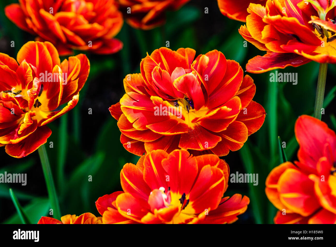 Doppelt-geblüht rote und gelbe Tulpen auf einem Blumenbeet unter grünen Blätter und Stängel. Schönheit der Frühjahrssaison Stockfoto