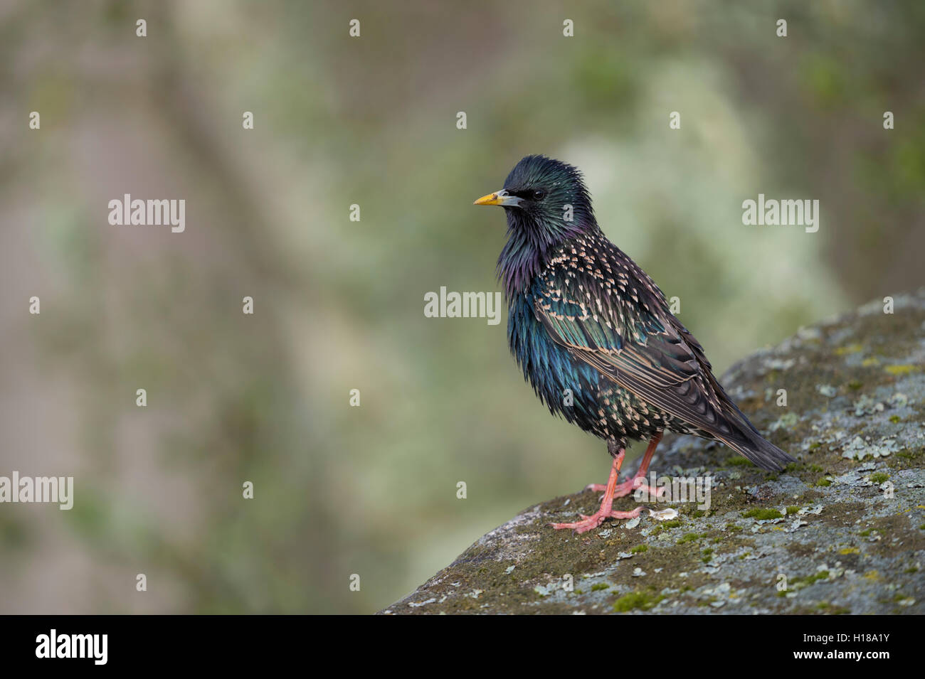 Gemeiner Starling / Stern ( Sturnus vulgaris ) in wunderbarer Zuchtkleid, weiß gesprenkelt Gefieder, hoch auf einem Felsen, Tierwelt, Europa. Stockfoto