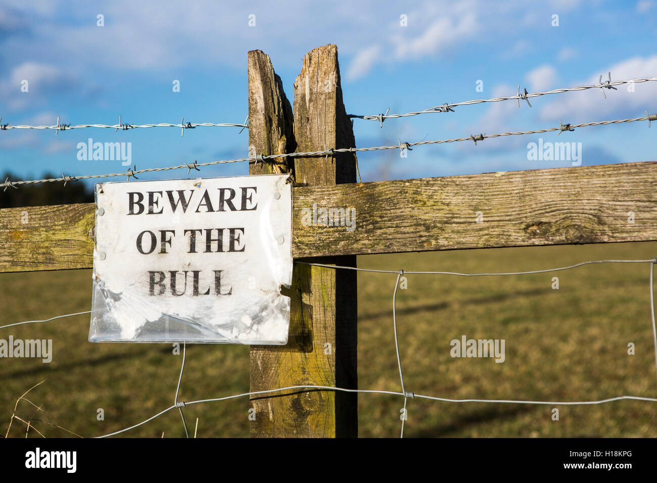 Eine handgemachte Zeichen an "Bohnenstroh Wodden in der Landschaft-Warnung des Stieres in das Feld" angeheftet. Stockfoto
