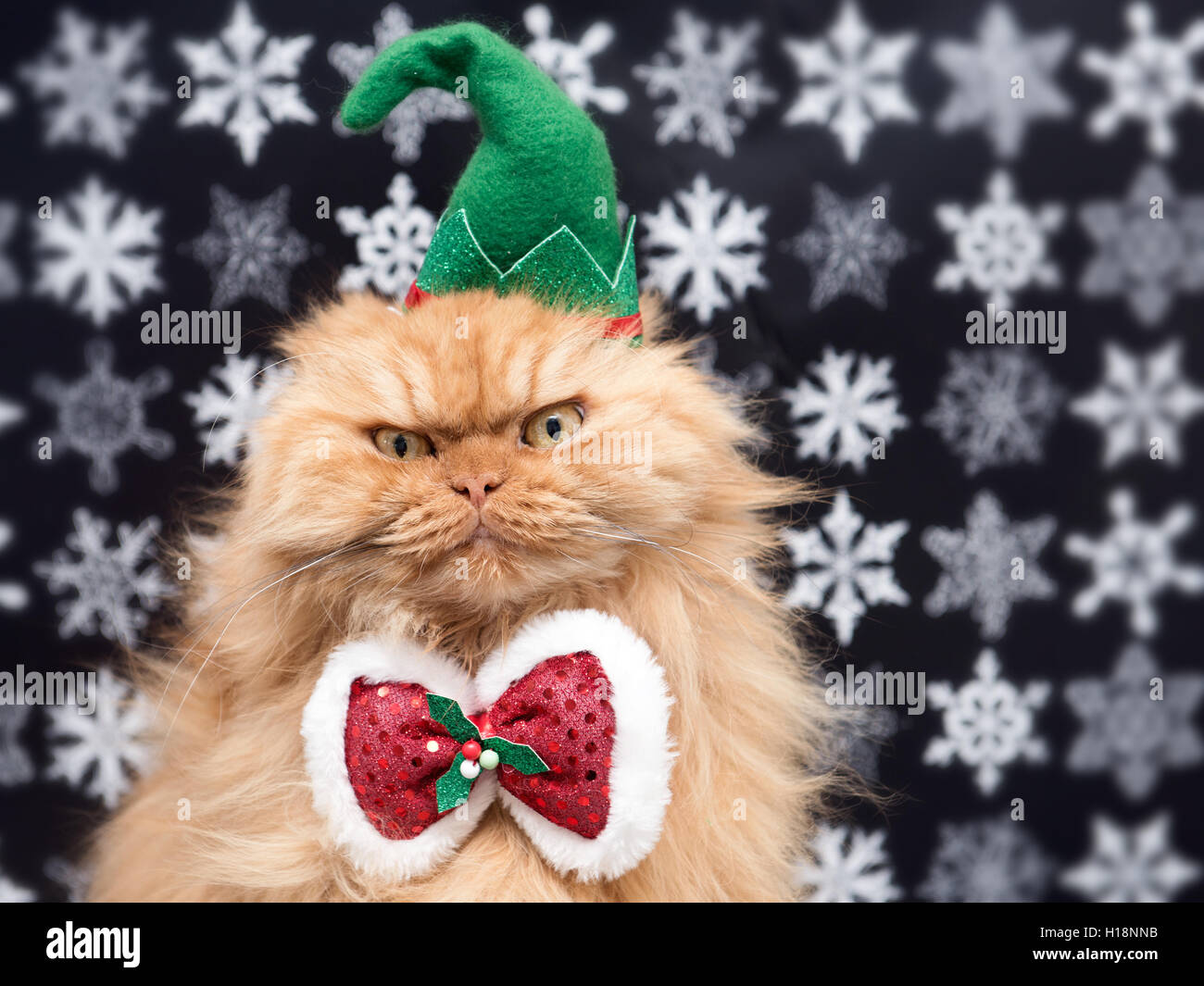 Perserkatze mit Urlaub Elf Hut und Fliege Stockfoto