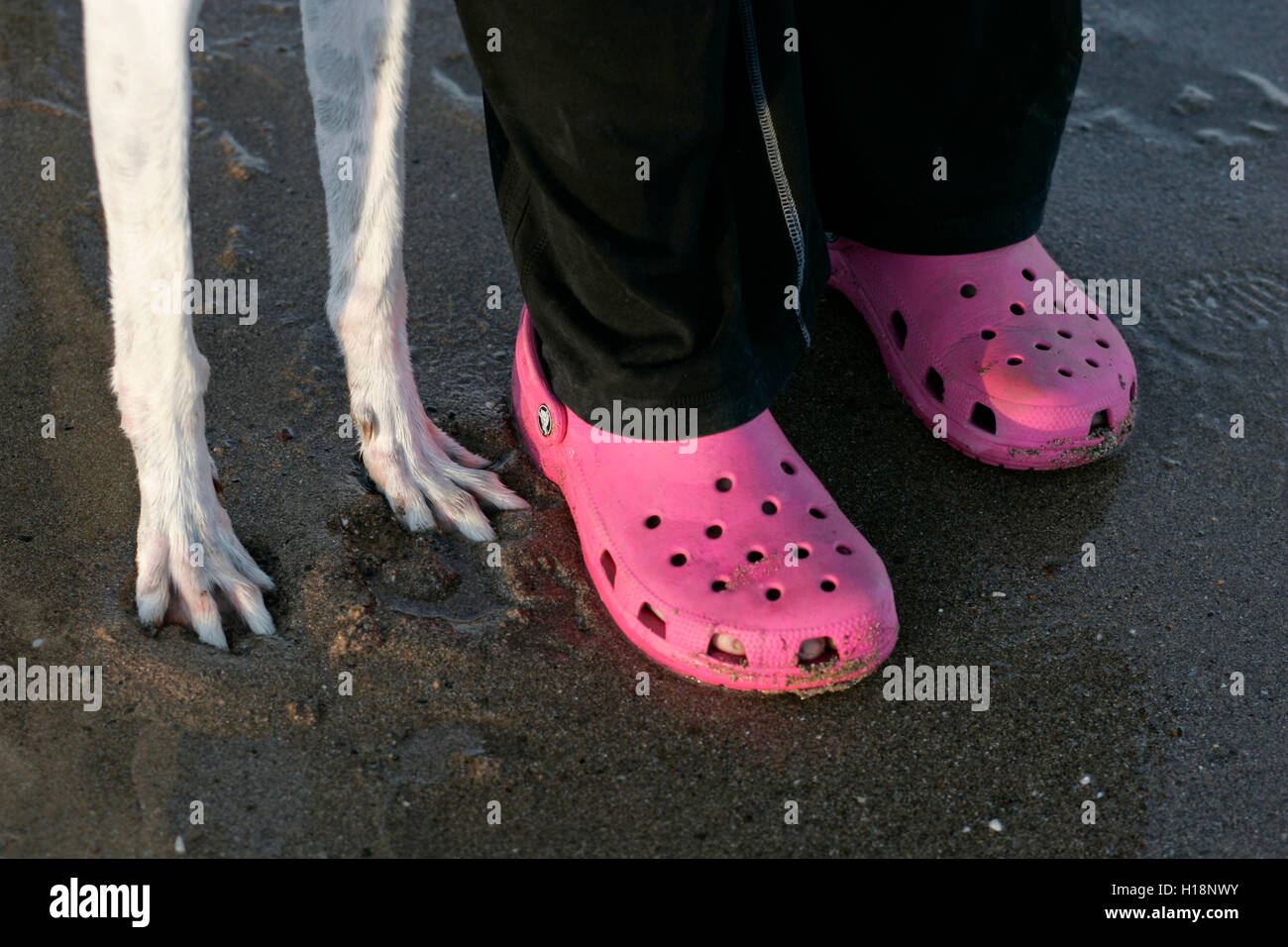 Zwei Paar Füße eines Menschen einen Hund, Mensch trägt rosa Schuhe, der Hund hat weiße Pfoten. Stockfoto