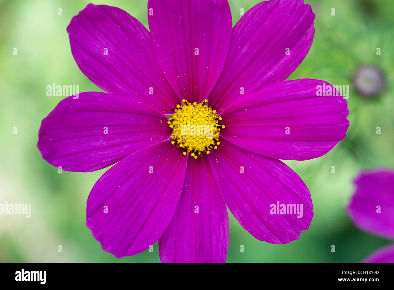 Cosmos Bipinnatus Blume. Mexikanische Aster Stockfoto