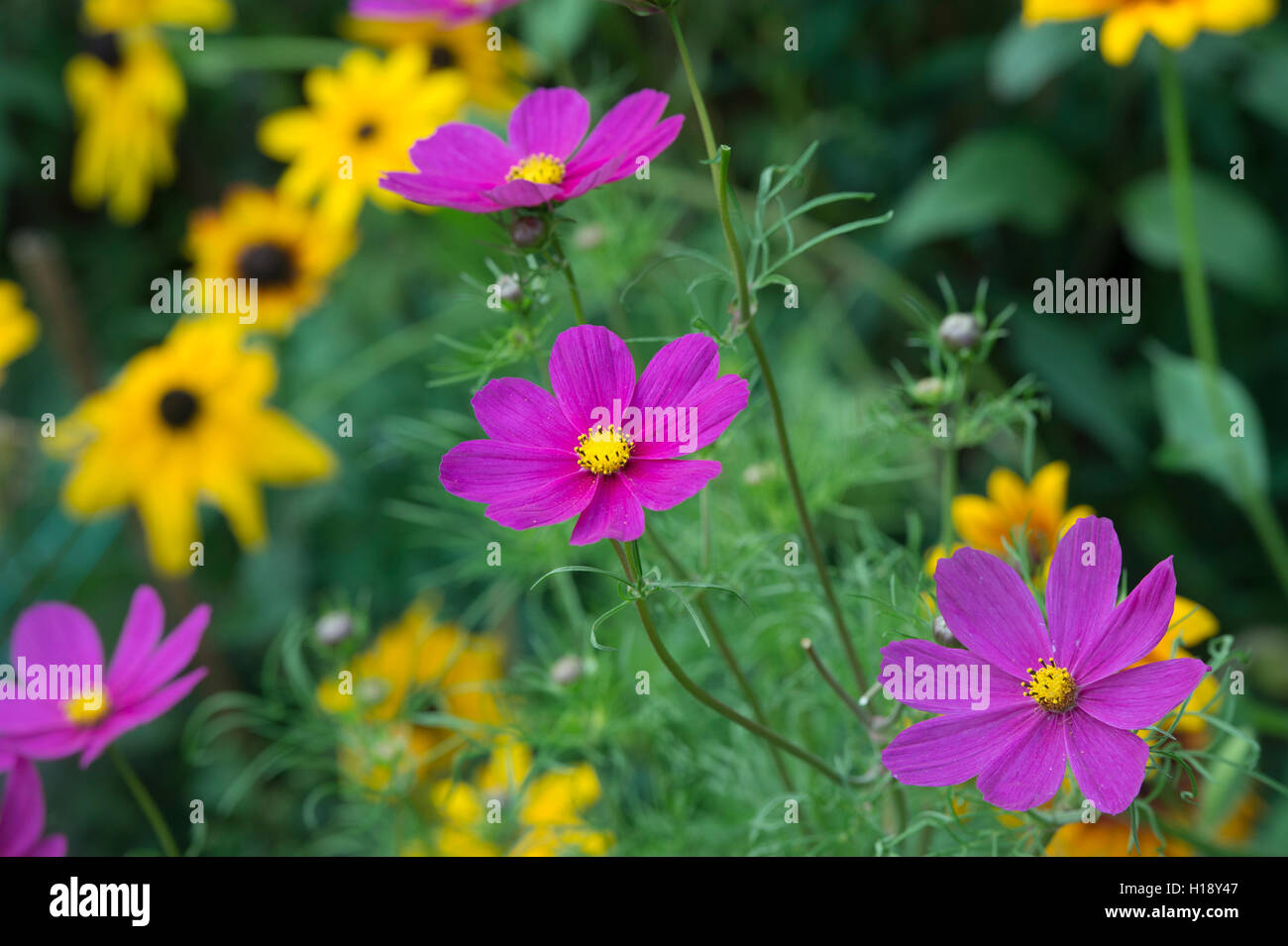 Cosmos Bipinnatus Blume. Mexikanische Aster Blumen in einem herbstlichen Garten Grenze. UK Stockfoto