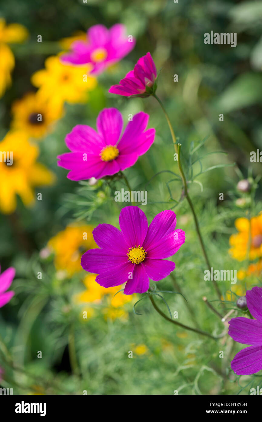 Cosmos Bipinnatus Blume. Mexikanische Aster Blumen in einem herbstlichen Garten Grenze. UK Stockfoto