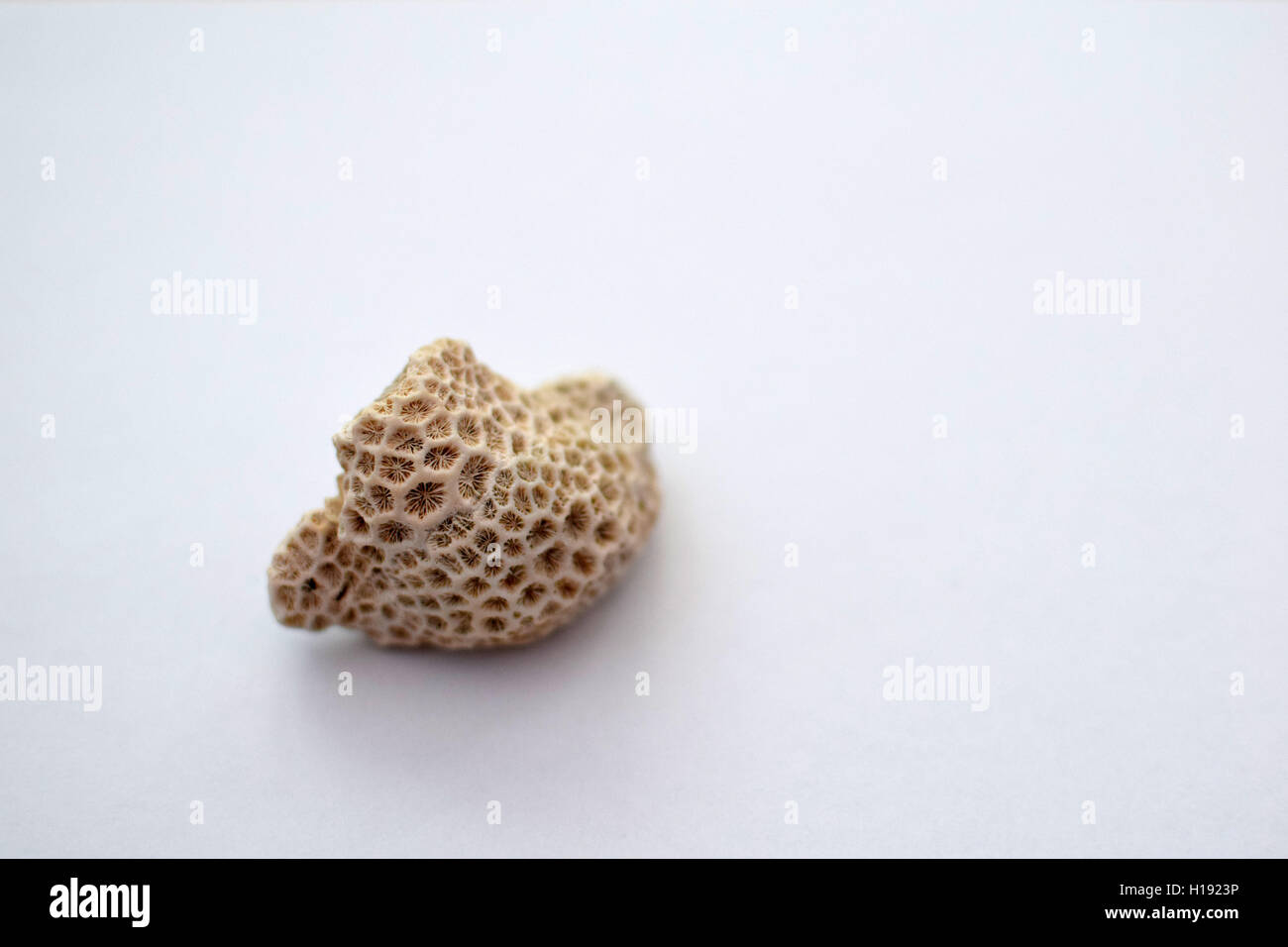 Einfaches Stück Koralle auf weißem Hintergrund. Stockfoto