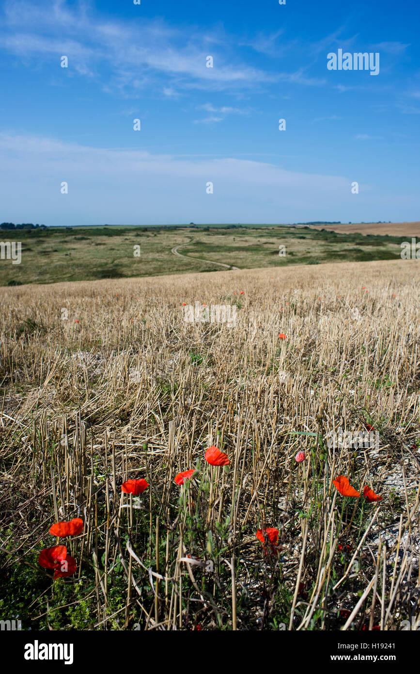 Mohnblumen im South Downs National Park, West Sussex, England Stockfoto