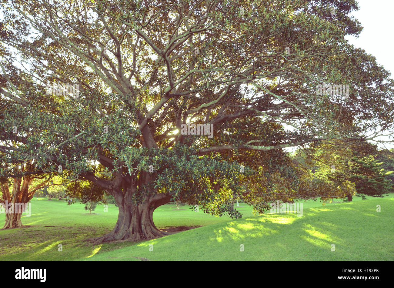 Goldenen Nachmittag Sonne scheint durch die Baumkronen des einen majestätischen Moreton Bay Fig Tree, Centennial Park, Sydney, Australien Stockfoto