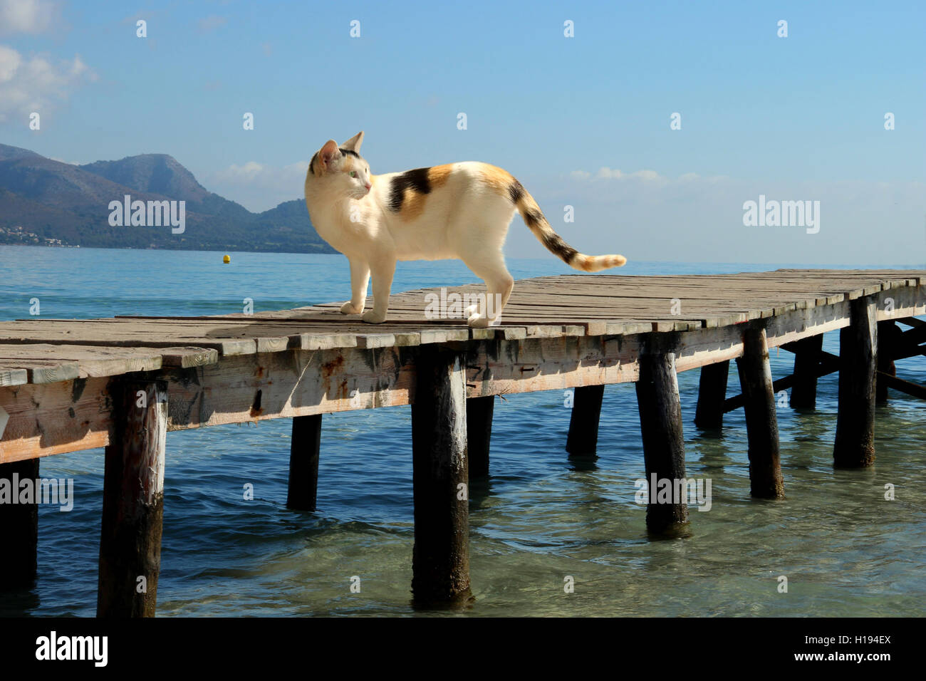 Hauskatze, Kattun, Tricolor, Torbie, stehend auf einem alten hölzernen Steg am Meer, Ozean Stockfoto