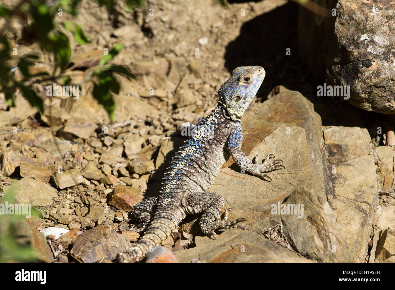 Wald-Drachen im Wendekreis des Indien. Makro Foto Reptilien Little Andaman Meer. Eidechse Stockfoto