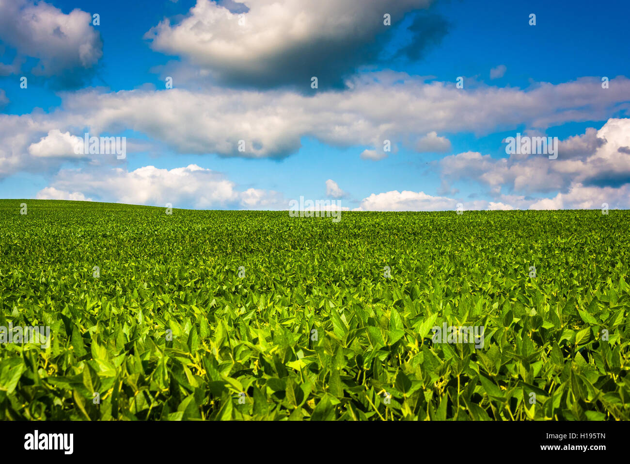 Ackerflächen im ländlichen Baltimore County, Maryland. Stockfoto