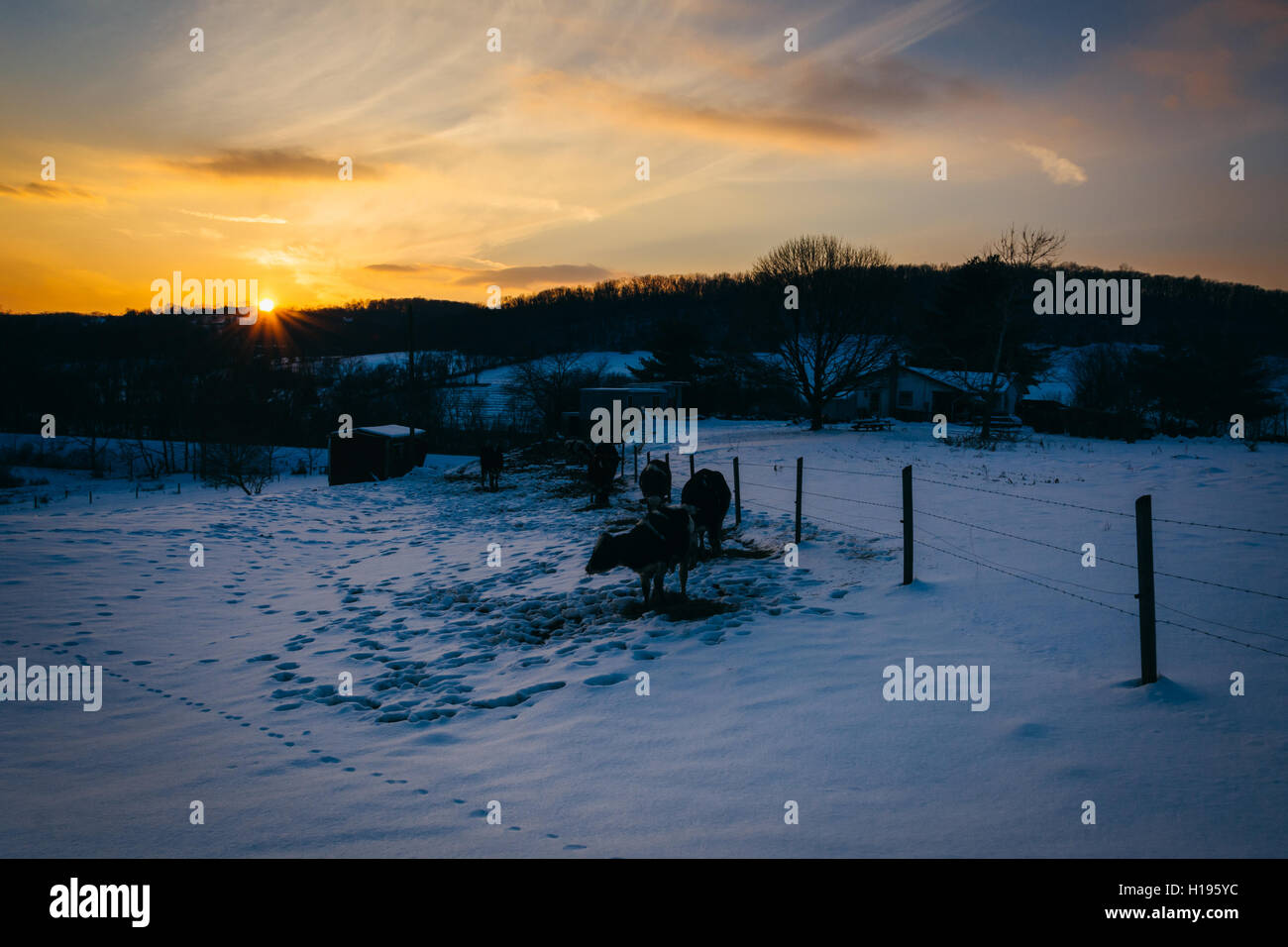 Sonnenuntergang über Kühe in einem verschneiten Hof-Feld im Carroll County, Maryland. Stockfoto