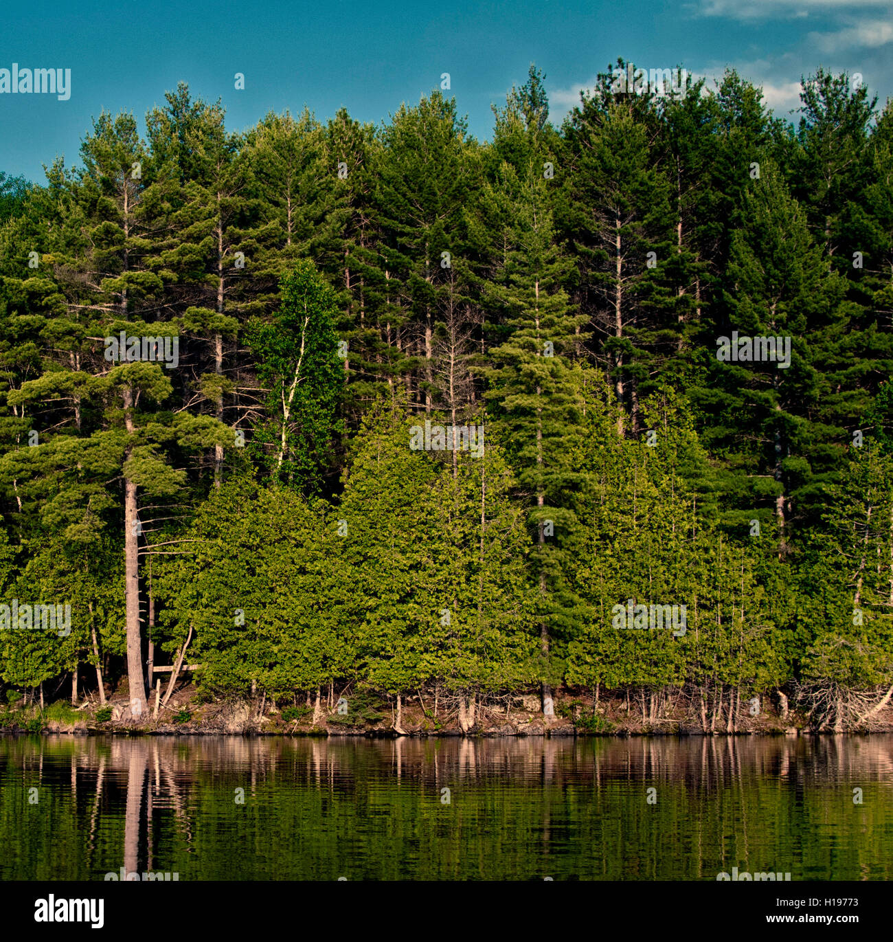 Schönen Wald Nachdenken über ruhige Seeufer in Nord-Ontario, Kanada Stockfoto