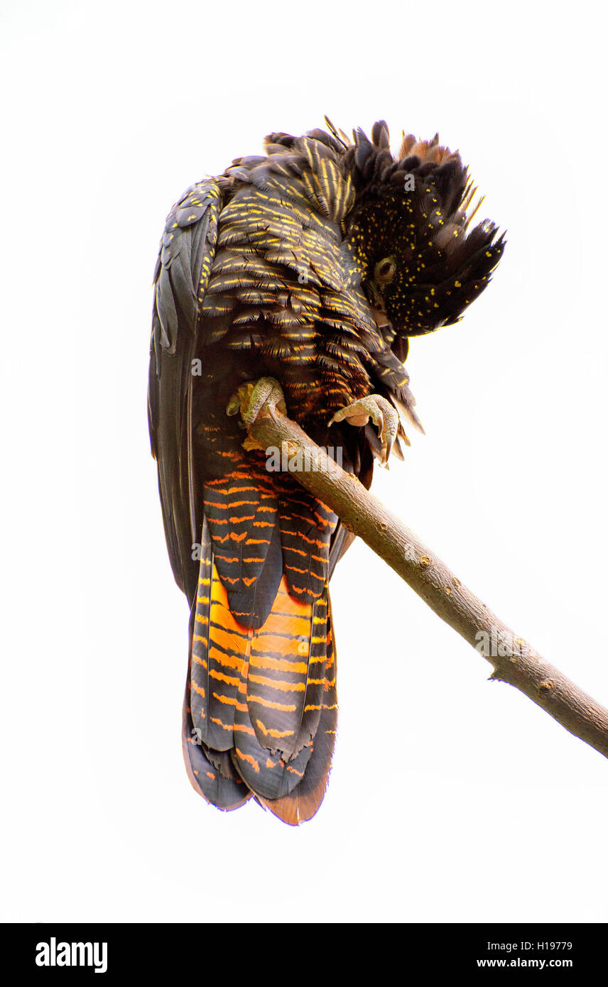 Red-Tailed Black Cockatoo Vogel isolierten auf weißen Hintergrund Stockfoto