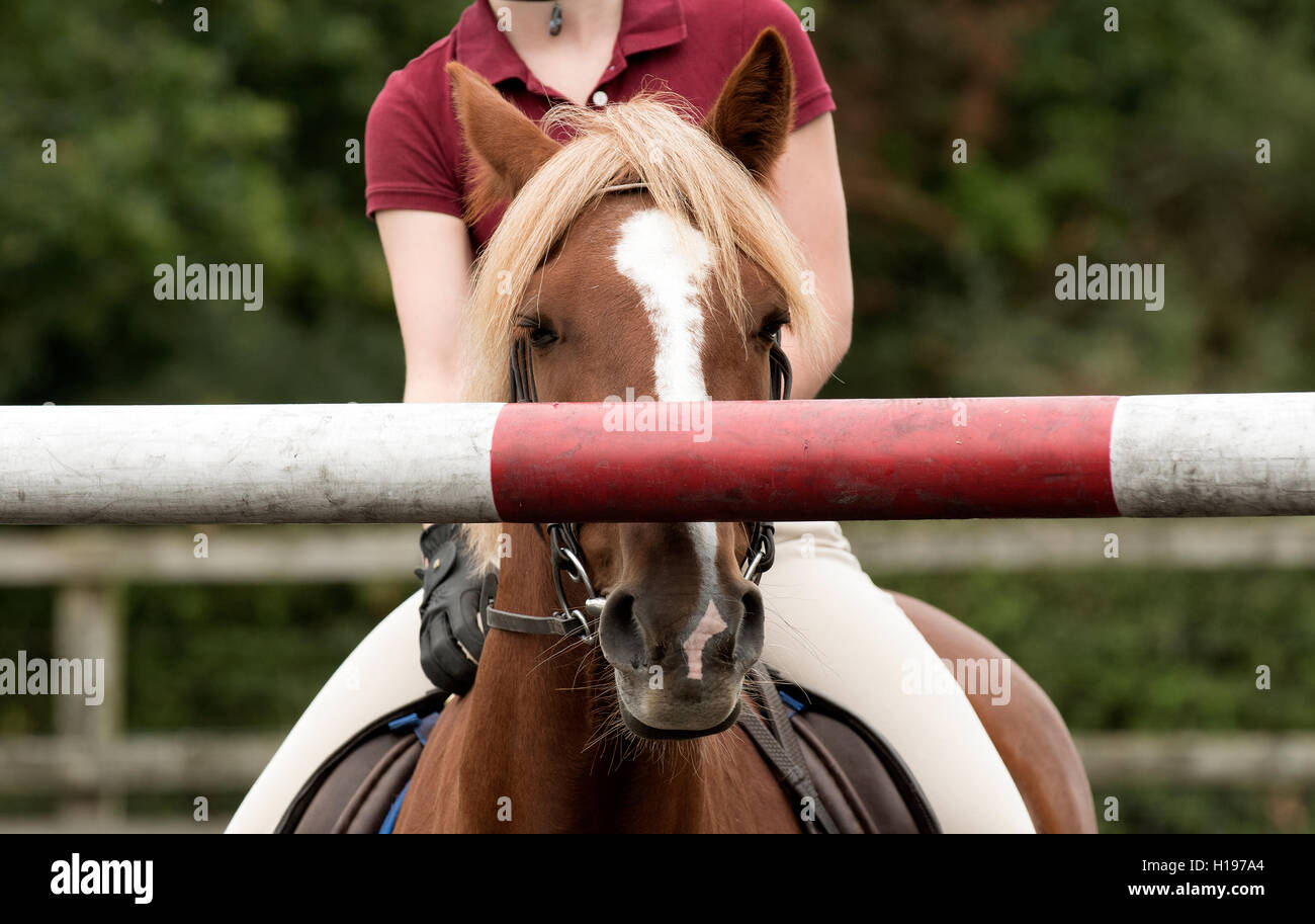 Junge Reiter zeigt ein Pony ein hoher Mast auf einem Sprung - Mädchen zeigt dem Tier die Höhe des Sprungs Kastanien Ponyreiten Stockfoto