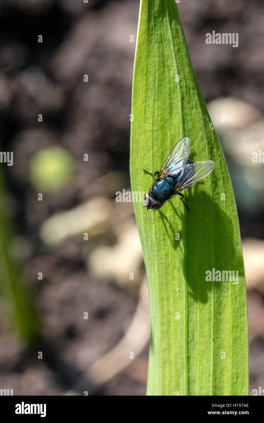 Calliphoridae sitzen auf das grüne Blatt Stockfoto