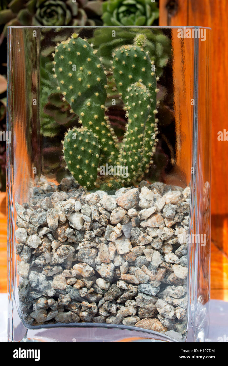 Zimmerpflanze-Kaktus wächst in einem quadratischen Glasbehälter Stockfoto